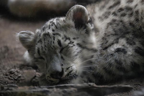 Snow Leopard at the bronx zoo in Bronx NY