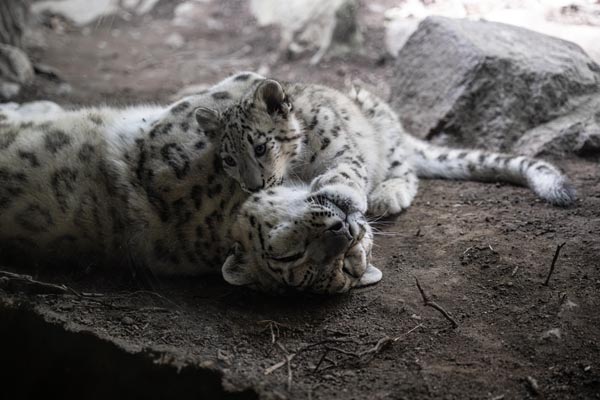 Snow Leopard at the bronx zoo in Bronx NY